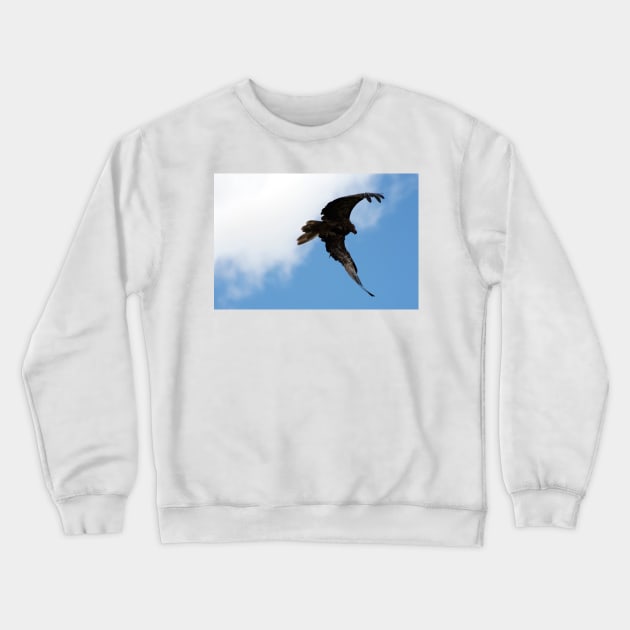 Whistling Kite Feeding On the Wing Crewneck Sweatshirt by GP1746